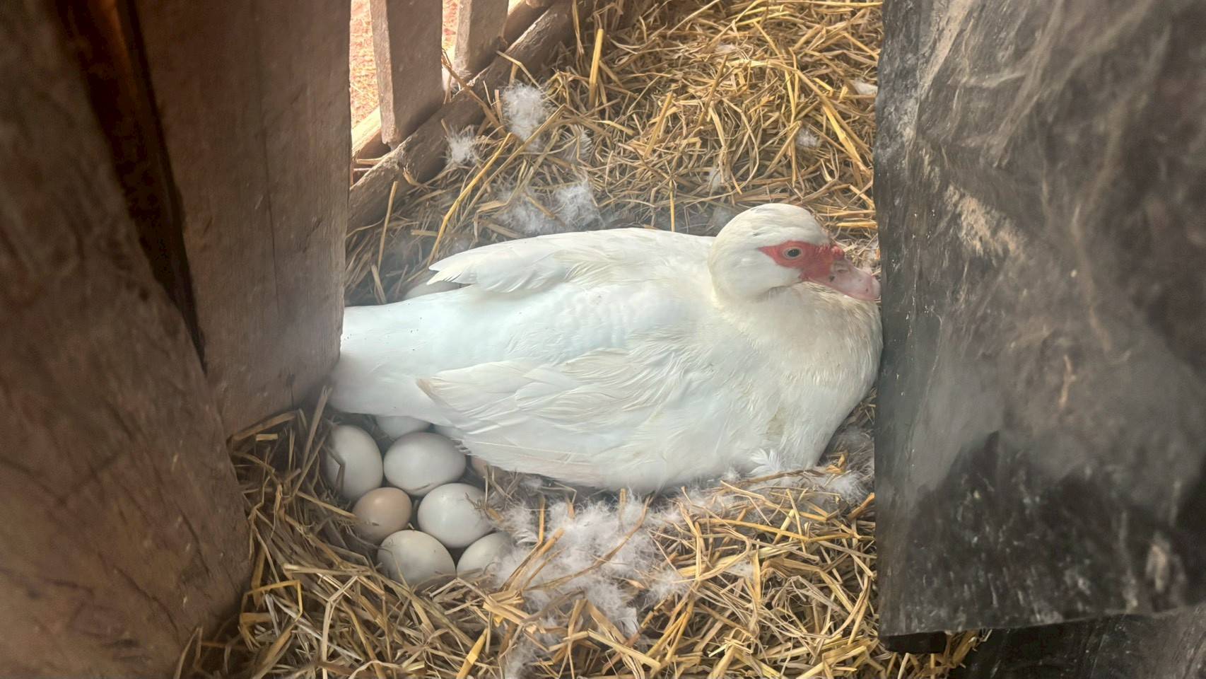 พัฒนาต่อยอด สร้างความมั่นคงทางอาหาร  "เป็ดบาบารี่" สู่สมาชิกเครือข่าย "โคก หนอง นา" ออกไข่แล้ว!! 